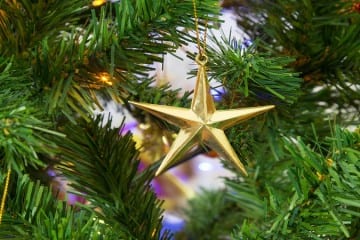 Christmas Tree Hire