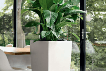 Office Plant Display Rental & Maintenance