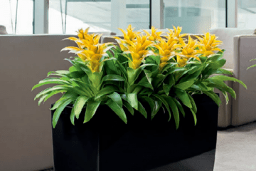 Plant Display Hire