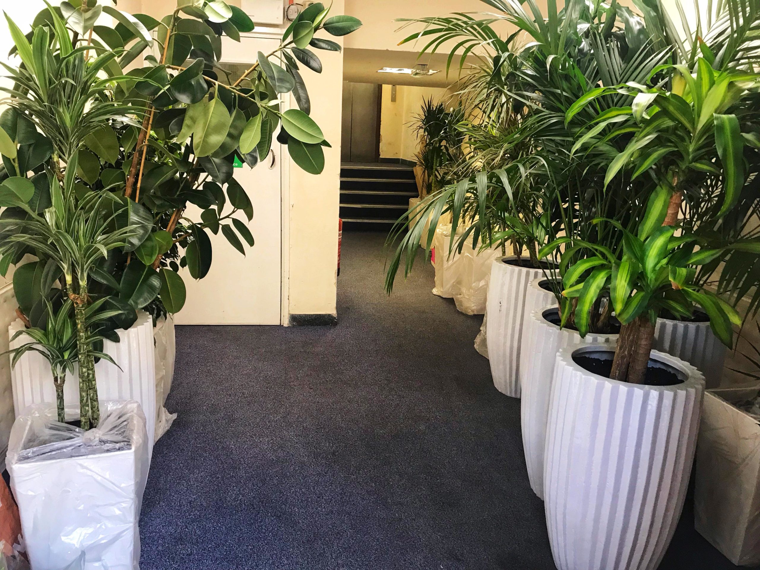 How plants move: Behind the scenes of an installation