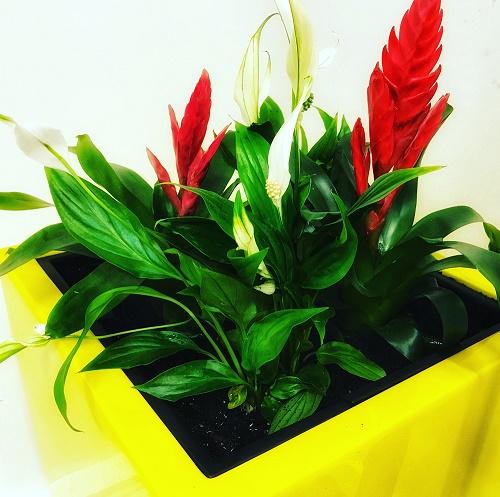 Lets Talk about pot plants